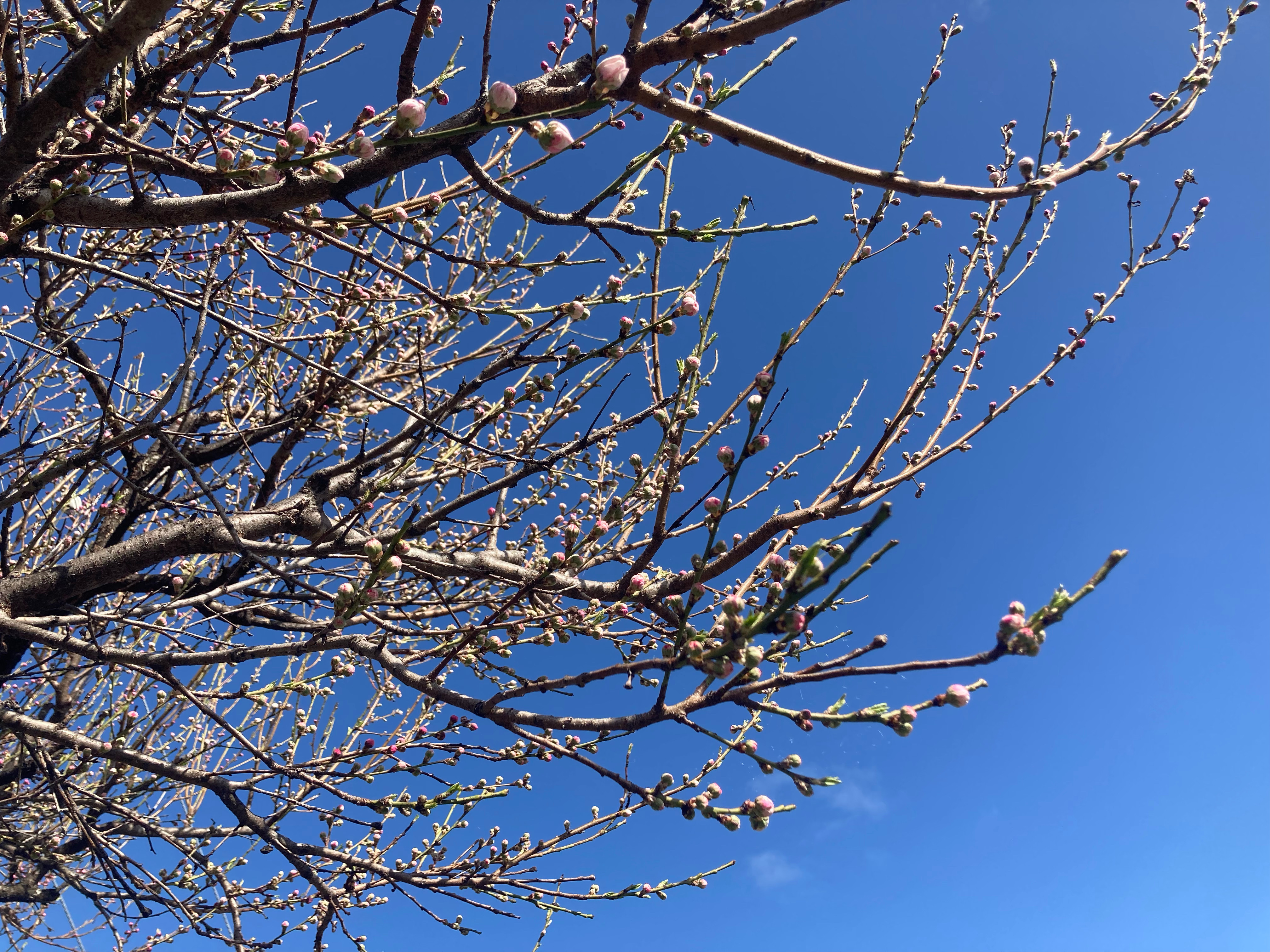 弥生ブレンド始まりました