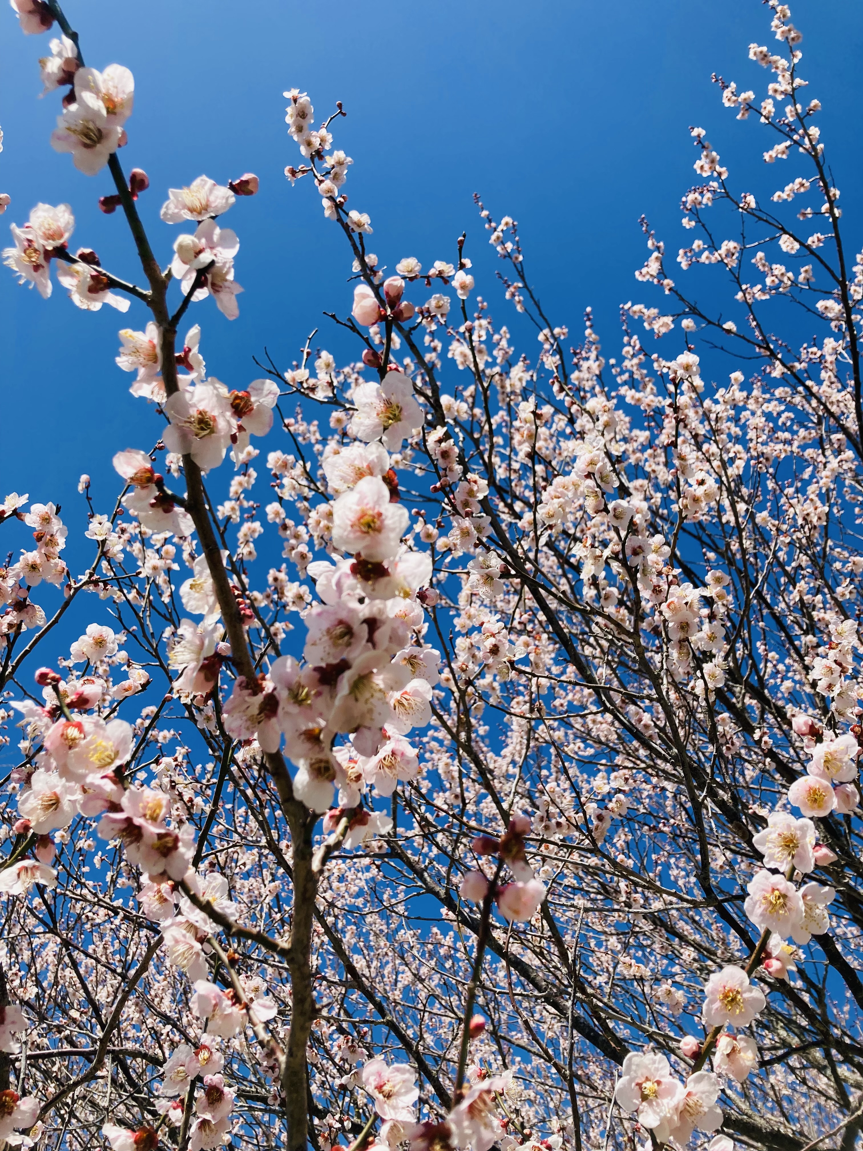 桜ブレンド始まりました