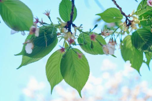 葉桜ブレンド発売しました