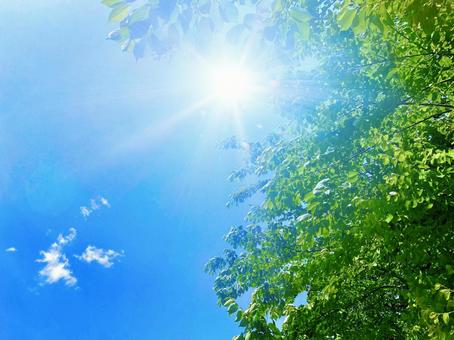 清夏ブレンド発売しました。
