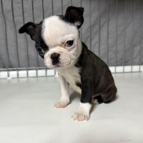 pet_img_1_l9ajcx4y37m2.jpg