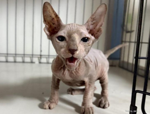 pet_img_2_s0107cys12hw.jpg