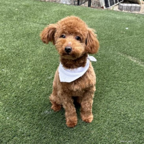 pet_img_1_x2d0yho8zuea.jpg
