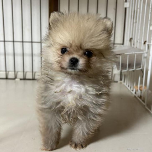 pet_img_1_bznuakwjb9y5.jpg