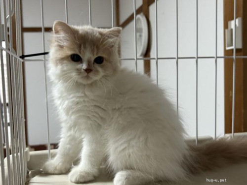pet_img_3_sydzsiq8rh27.jpg