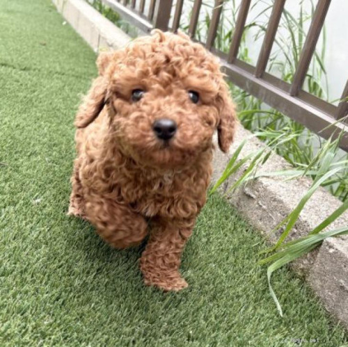 pet_img_1_5gpensipkspe.jpg