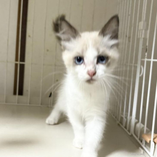 pet_img_1_l3nlhub7nd3n.jpg