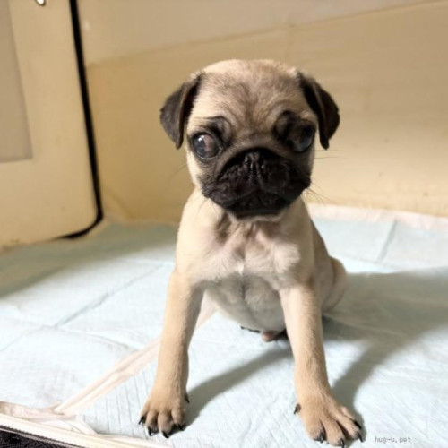 pet_img_1_2tf84nhmjnlh.jpg