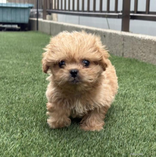 pet_img_1_s7vhbq70aa13.jpg