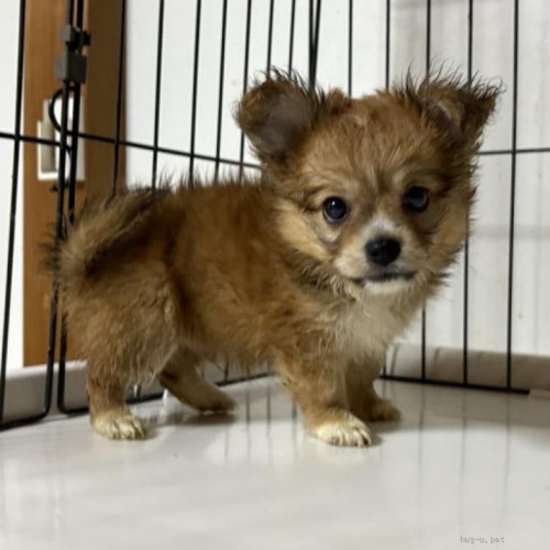 pet_img_1_l6as4zyxxh8f.jpg