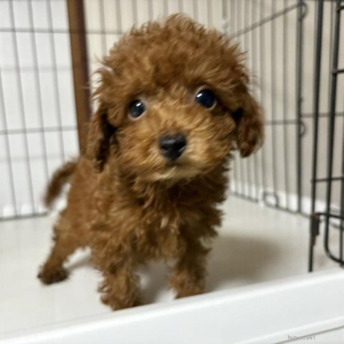 pet_img_1_w7pwnnsdg21g.jpg