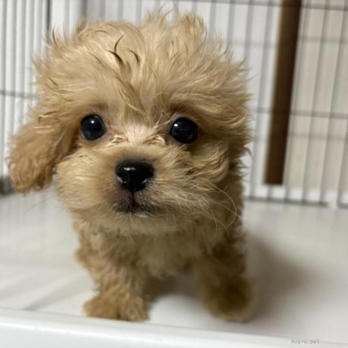 pet_img_1_1cymgw5bloyj.jpg