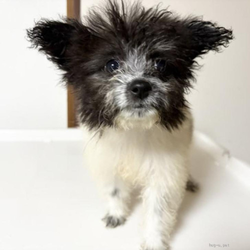 pet_img_1_5ck51coovl3x.jpg