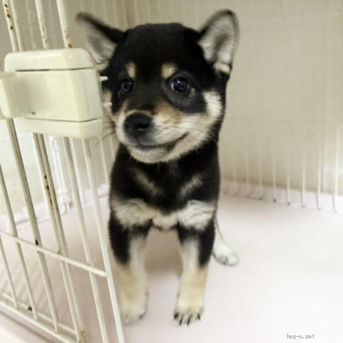 pet_img_1_b379gv8s2dgo.jpg