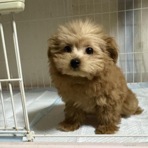 pet_img_1_gkzd8pqpaj4l.jpg
