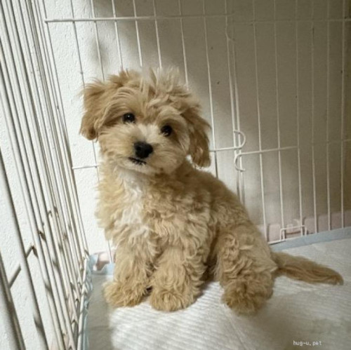 pet_img_1_y94t8h9w12k8.jpg