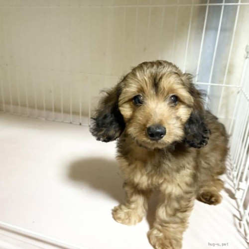 pet_img_1_dzsfi76iwsp0 (1).jpg