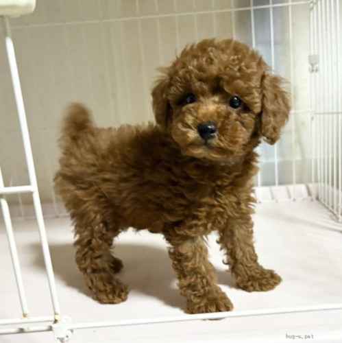 pet_img_1_kvvvyfa276a1.jpg