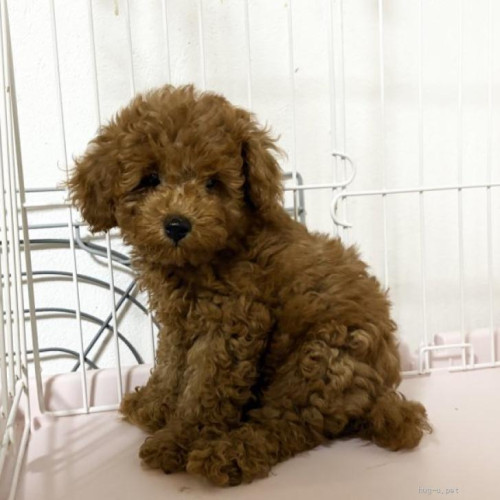 pet_img_1_tibxxaurov5u.jpg