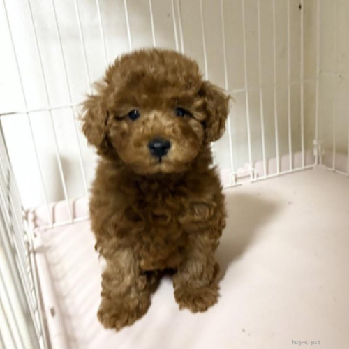 pet_img_1_shjgxax2he2p.jpg