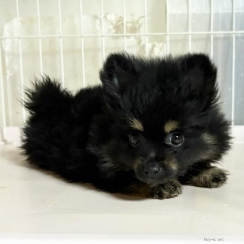 pet_img_1_twqf79y37bk8.jpg