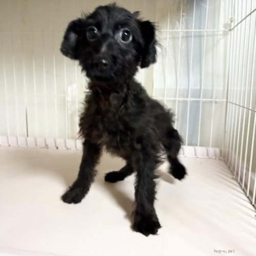 pet_img_1_g4l778c55yut.jpg