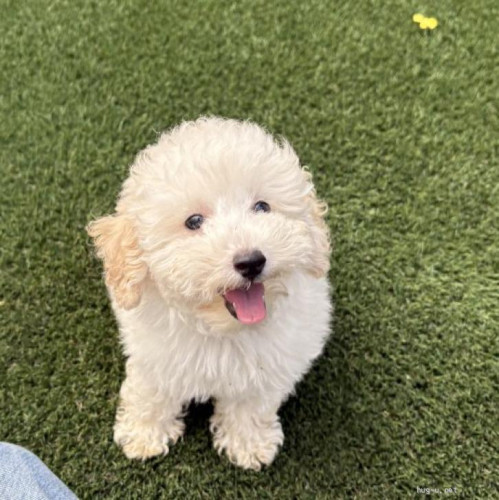 pet_img_1_w2cqlrtib5u4.jpg