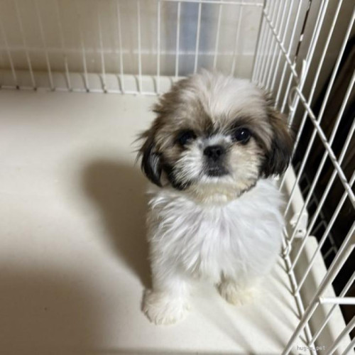 pet_img_1_whupkkpa1scj.jpg