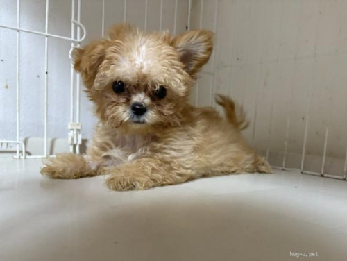 pet_img_3_7m7g7qbgmubh.jpg