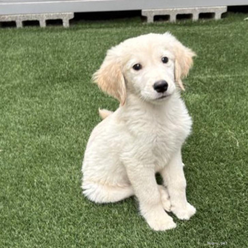 pet_img_1_gx4oew4adb6q.jpg