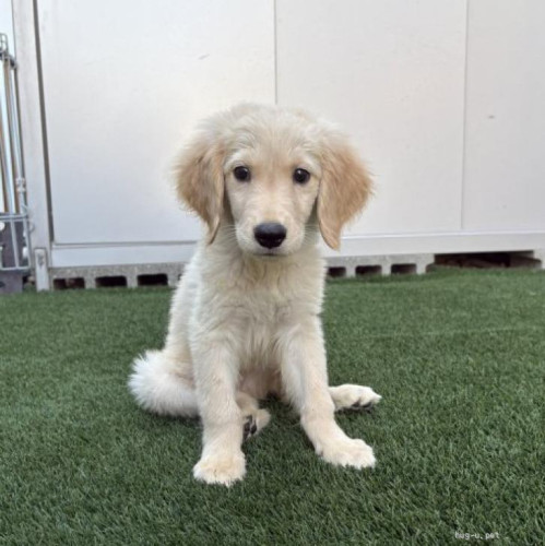 pet_img_1_v135svi94o7b.jpg