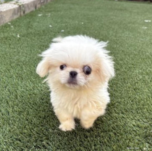pet_img_1_hk38vc3gzj8f.jpg
