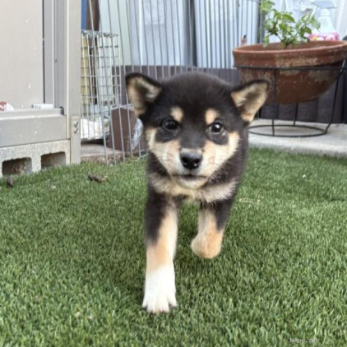 pet_img_1_6vj6kzj4f8m6.jpg