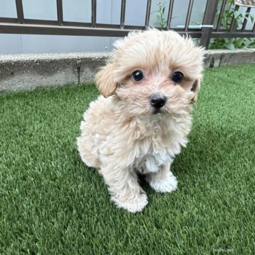 pet_img_1_eh8czaa23918 (1).jpg