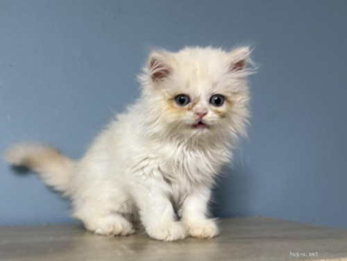 pet_img_2_g9youhoqie3c.jpg