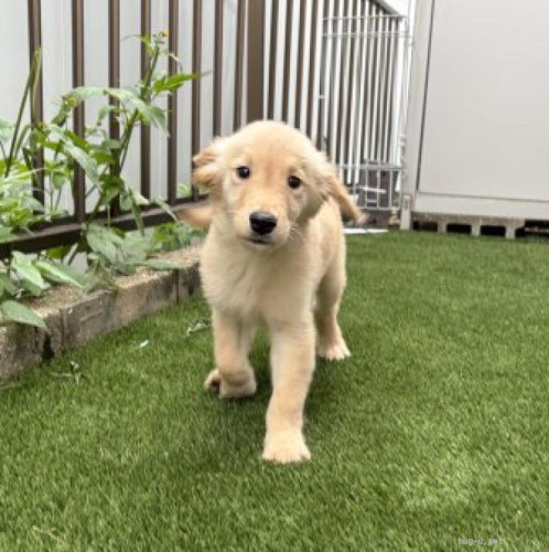 pet_img_1_lynauzt6575g (1).jpg