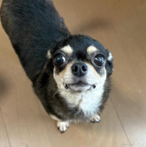 pet_img_1_qic9yam3gs7c.jpg