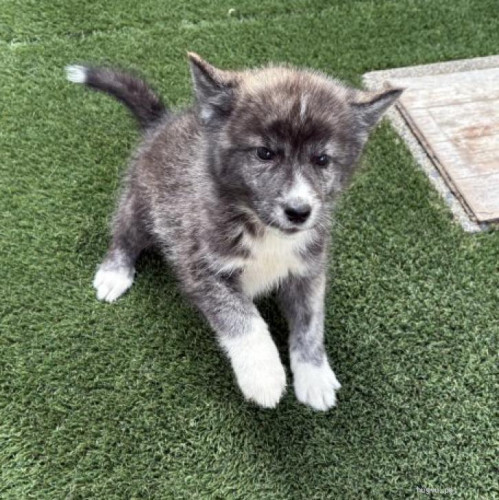 pet_img_1_odd28xbthda8 (1).jpg