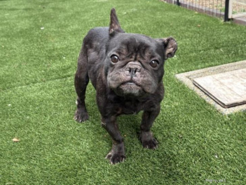 pet_img_2_pzjk4kwdqzn1 (1).jpg