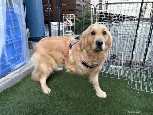 pet_img_2_td63cn9p51dr (1).jpg