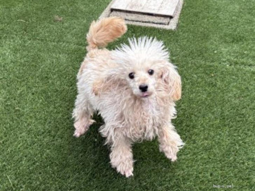 pet_img_2_8szm3szvddgb (1).jpg