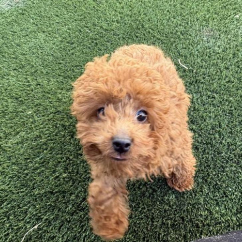 pet_img_1_ktj0dh9a8jks (1).jpg