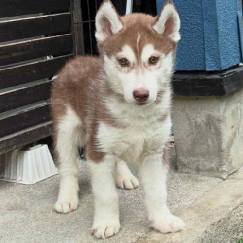 pet_img_1_pmfhwic969yl.jpg