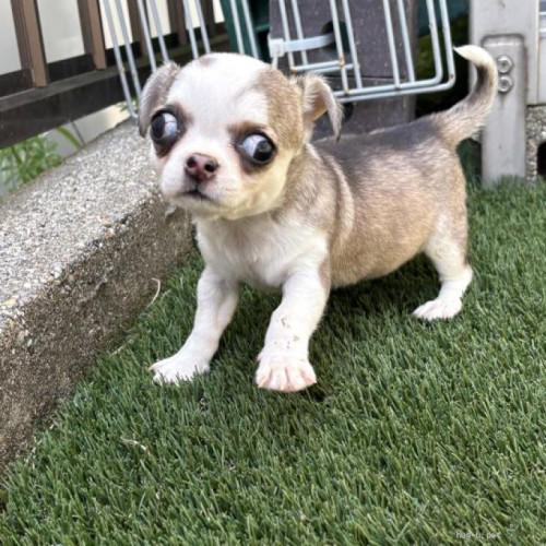 pet_img_1_cus9nam6ucz2.jpg