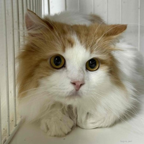 pet_img_1_8hh8acnvciu8.jpg