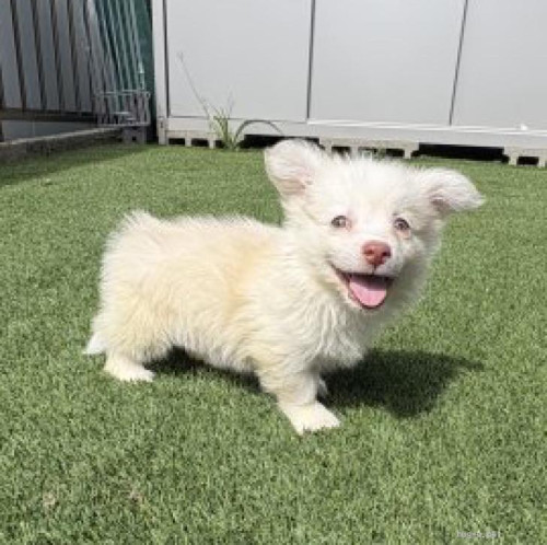 pet_img_1_liggg6w8lpng.jpg