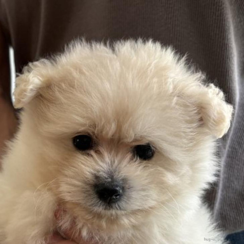 pet_img_1_rczotwdcwjzo.jpg