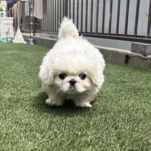 pet_img_1_xnmh6gis57ci.jpg