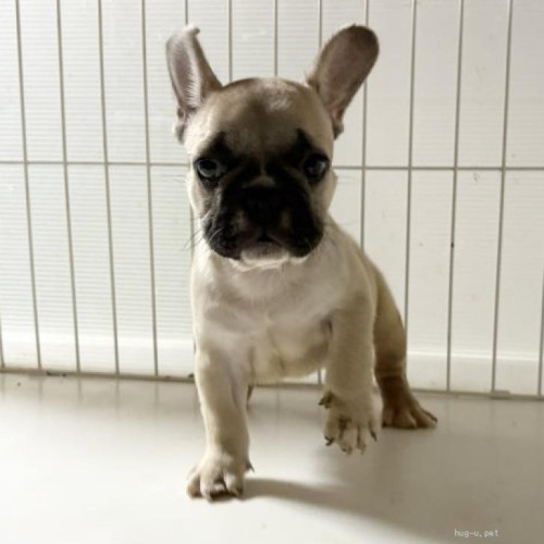pet_img_1_lg0pd5xz4eqz.jpg
