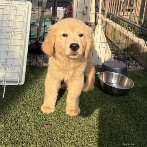 pet_img_1_1evpqo4rn15f.jpg